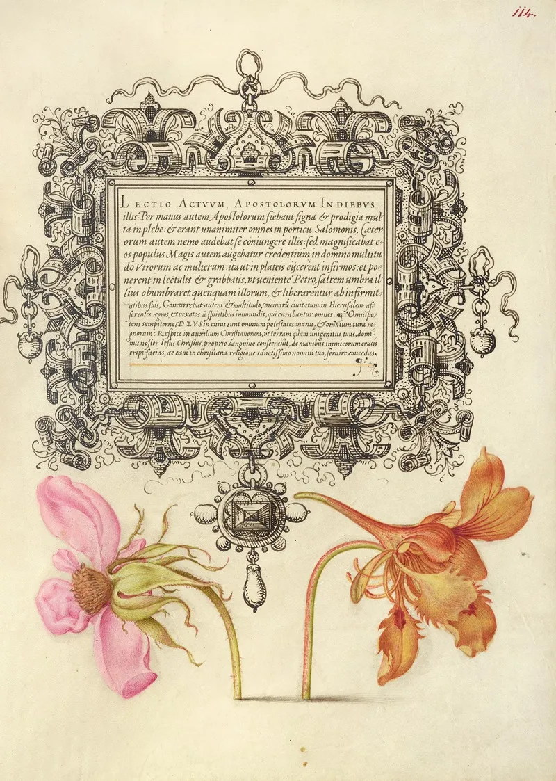 French Rose And Dwarf Nasturtium
