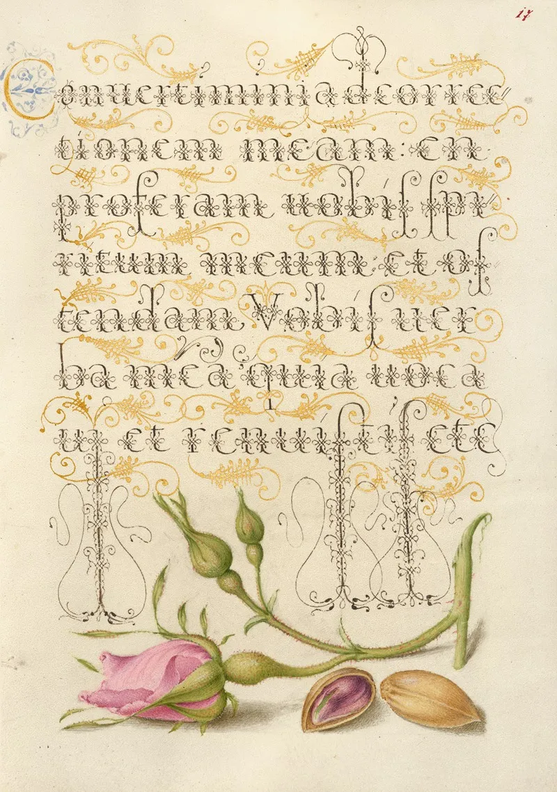 French Rose And Pistachio