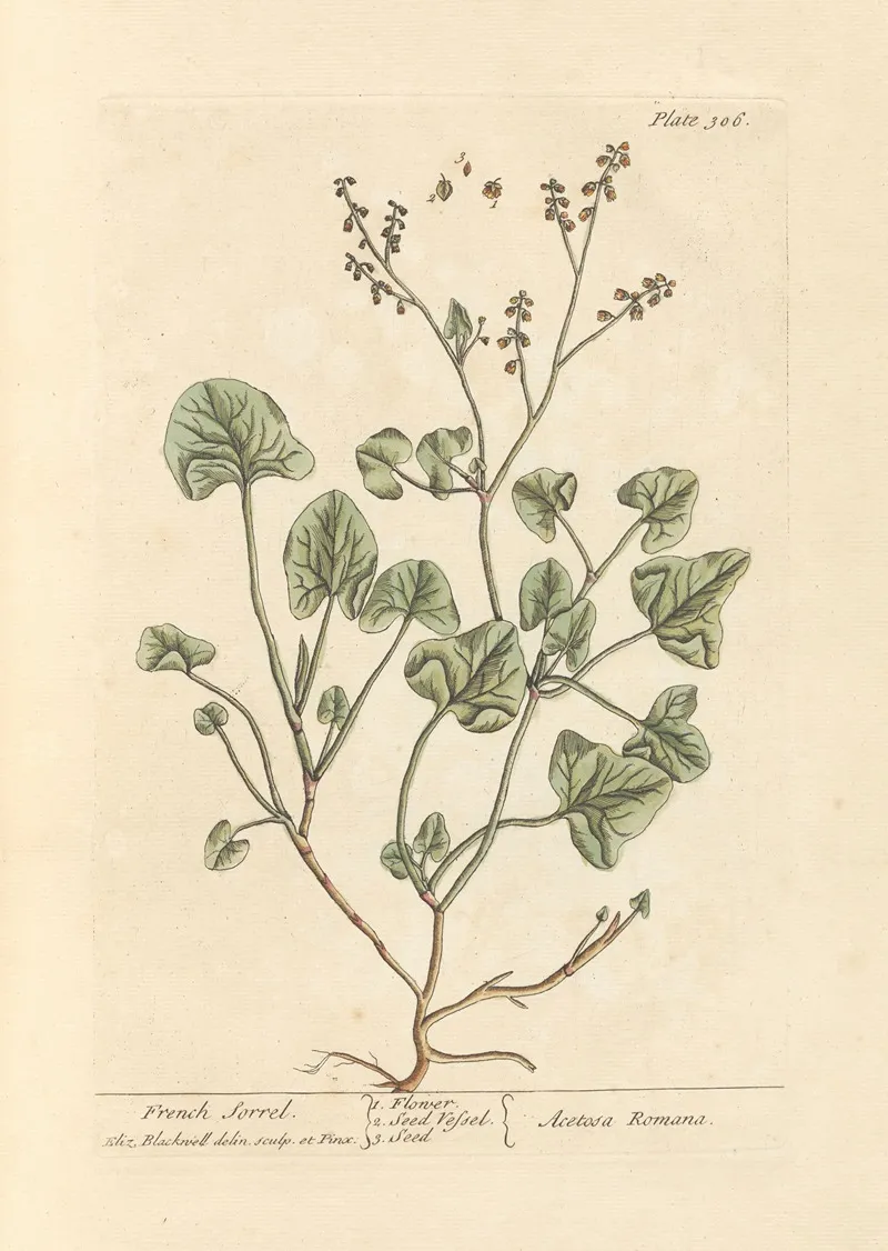 French Sorrel Wall Art by Elizabeth Blackwell - High-Resolution Digital Print