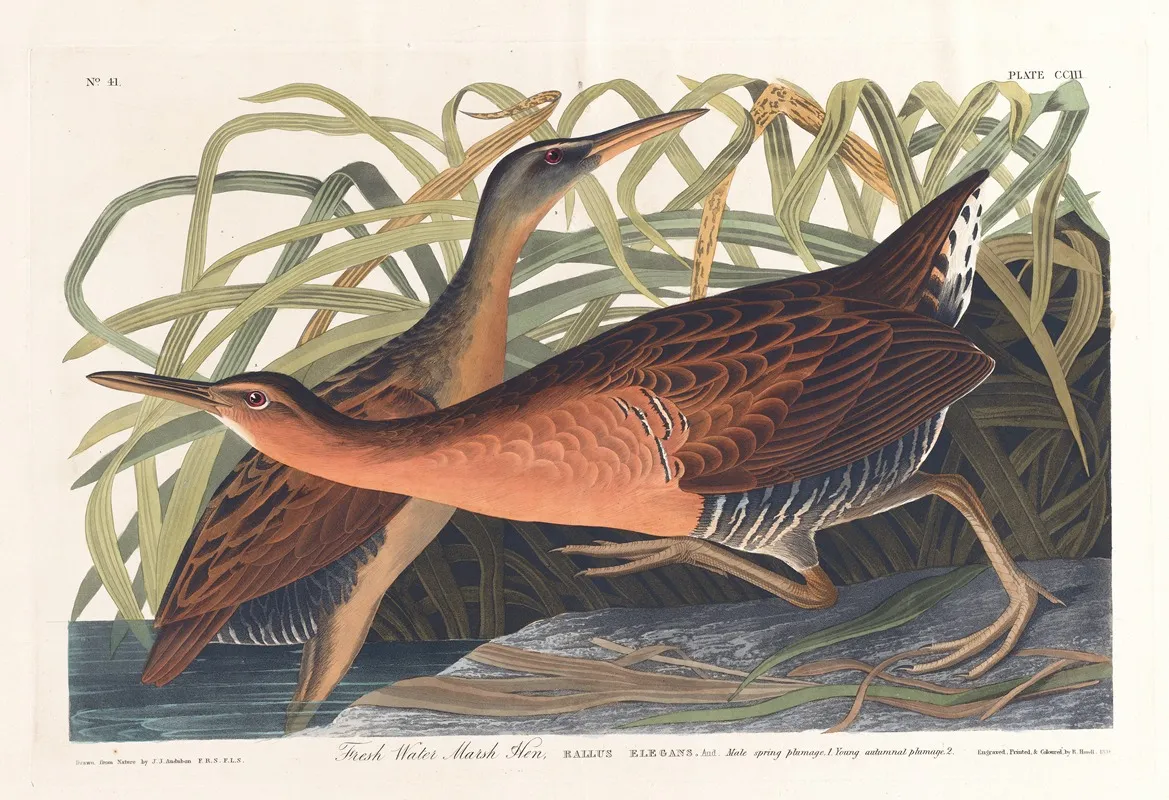 Fresh Water Marsh Hen Wall Art by John James Audubon - High-Resolution Digital Print