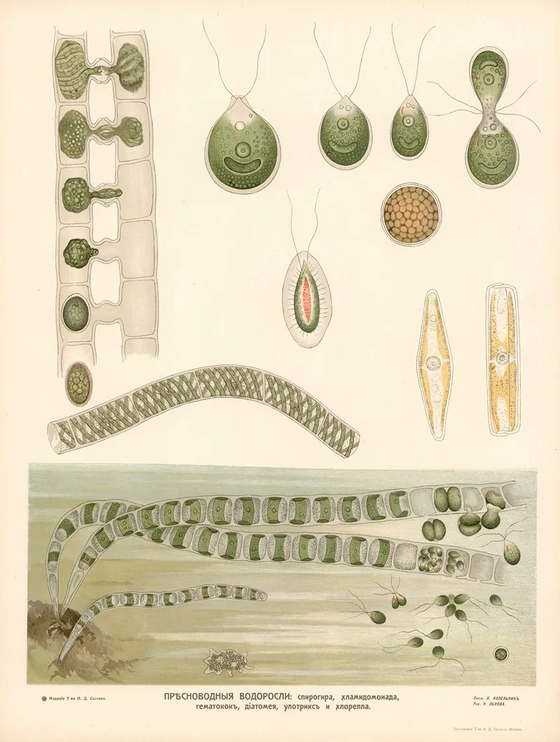 Freshwater Algae Wall Art by T-va I. D. Sytina - High-Resolution Digital Print