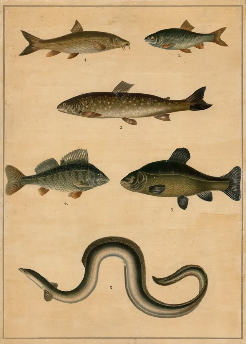 Freshwater Fish 2