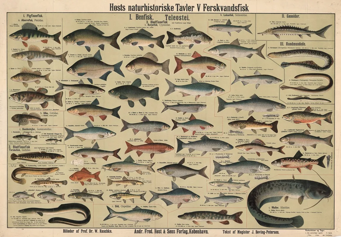 Freshwater Fish 3 Wall Art by Dr. W. Raschke - High-Resolution Digital Print