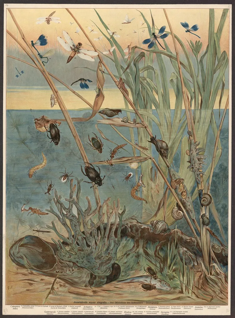 Freshwater Invertebrates
