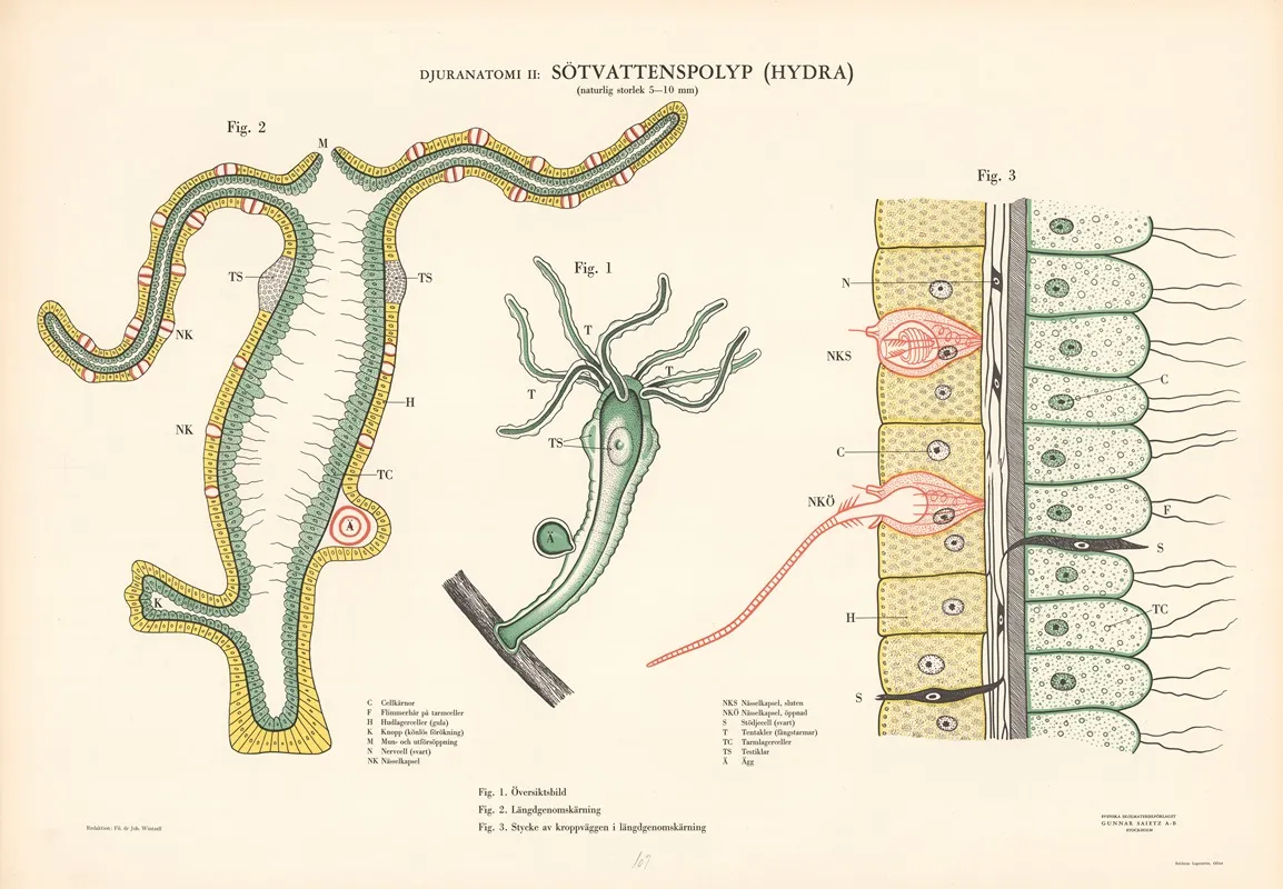 Freshwater Polyp Wall Art by Svenska Skolmaterielförlaget Gunnar Saiåtz A-B - High-Resolution Digital Print