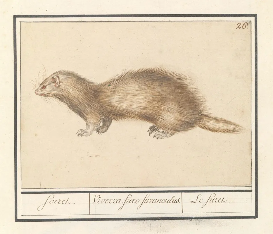 Fret Mustela Putorius Furo Forret Viverra Furo Furunculus Le Firet Wall Art by Anselmus Boëtius de Boodt - High-Resolution Digital Print