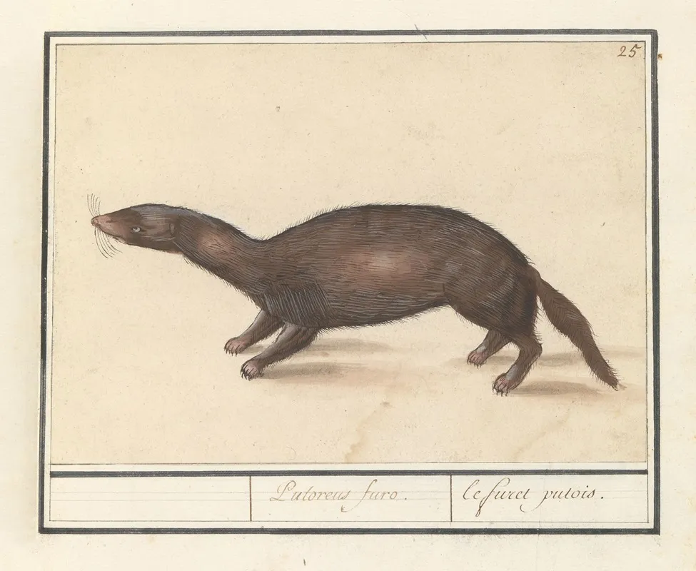 Fret Mustela Putorius Furo Wall Art by Anselmus Boëtius de Boodt - High-Resolution Digital Print