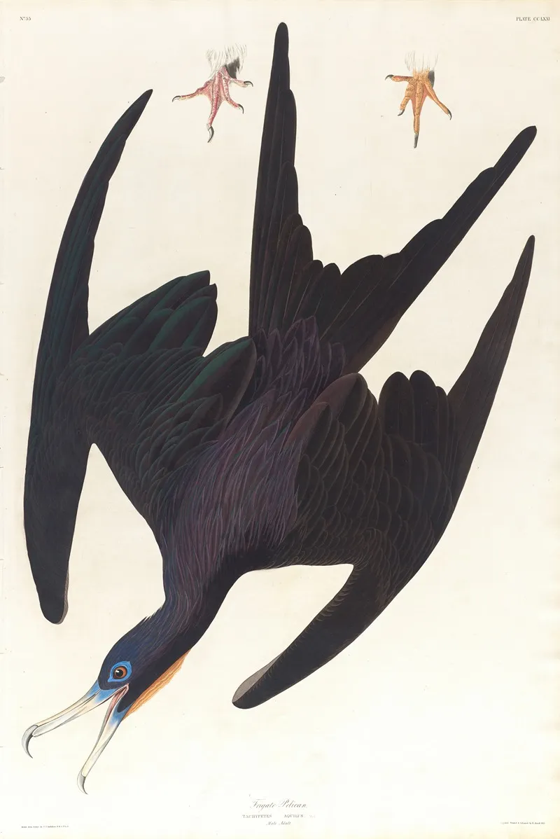 Frigate Pelican Wall Art by John James Audubon - High-Resolution Digital Print