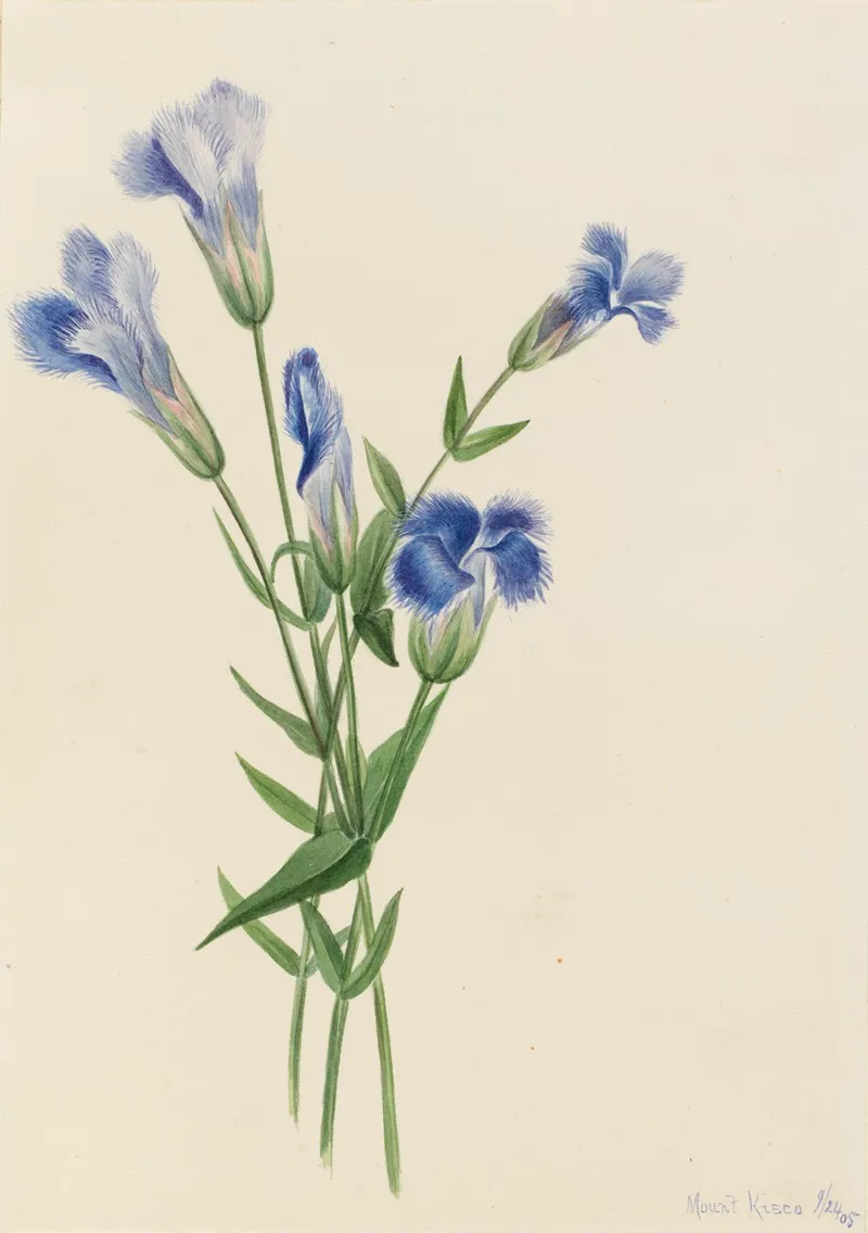 Fringed Gentian Gentiana Crinita 2