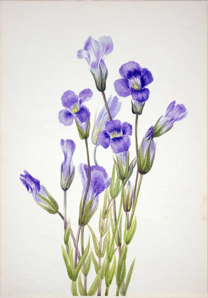 Fringed Gentian Gentiana Elegana