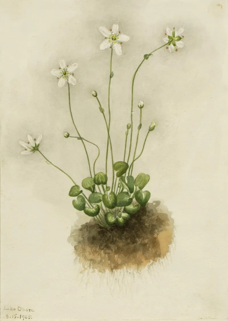 Fringed Parnassia Parnassia Fimbriata 2