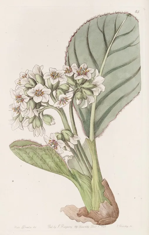 Fringed Saxifrage Wall Art by Sydenham Edwards - High-Resolution Digital Print