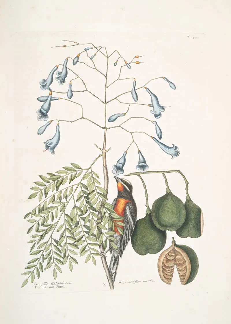 Fringilla Bahamiensis The Bahama Finch Bignonia Flore Coeruleo The Broadleafed Guaiacum With Blue Flowers Wall Art by Mark Catesby - High-Resolution Digital Print