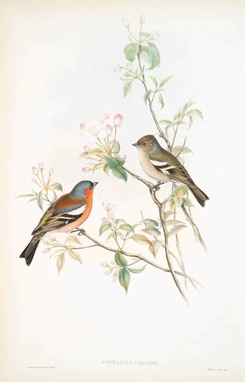 Fringilla Caelebs Chaffinch Wall Art by John Gould - High-Resolution Digital Print