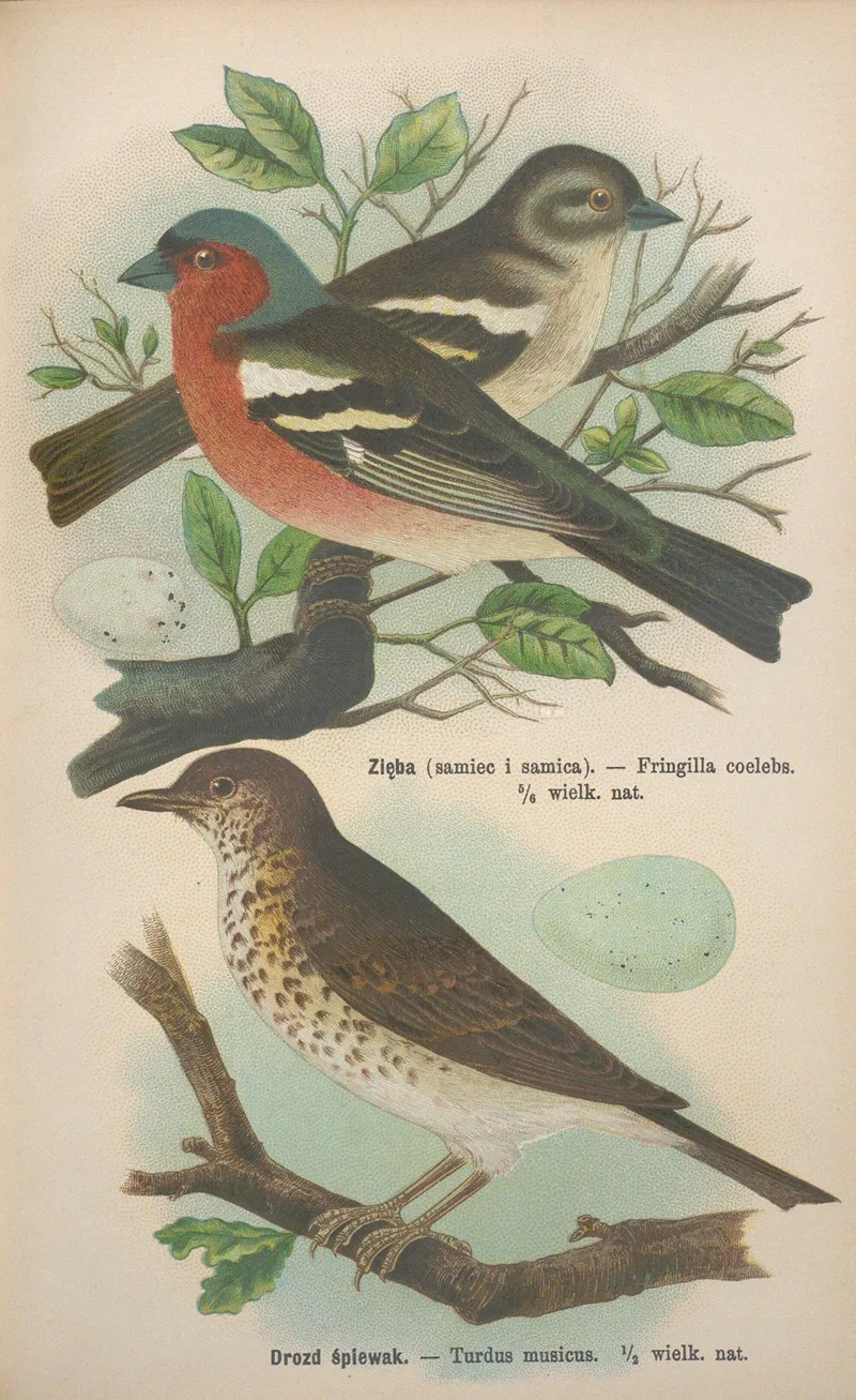 Fringilla Coelebs Turdus Musicus Wall Art by Bohdan Dyakowski - High-Resolution Digital Print
