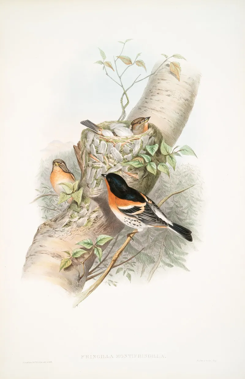 Fringilla Montifringilla Bramblefinch Wall Art by John Gould - High-Resolution Digital Print