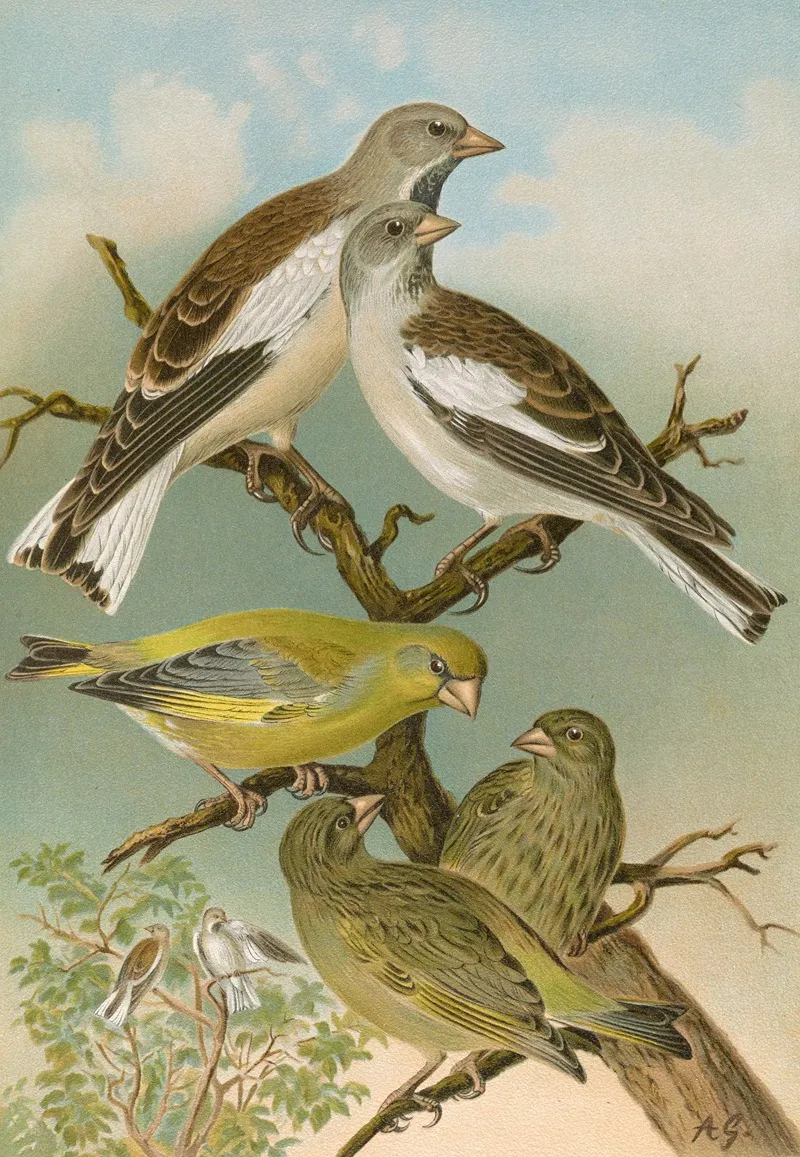 Fringilla Nivalis Chloris Chloris Wall Art by Johann Friedrich Naumann - High-Resolution Digital Print