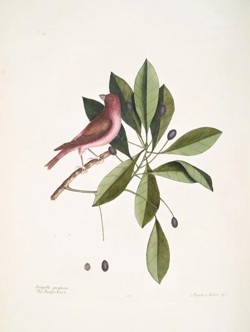 Fringilla Purpurea The Purple Finch Tupelo Arbor C The Tupelo Tree Wall Art by Mark Catesby - High-Resolution Digital Print