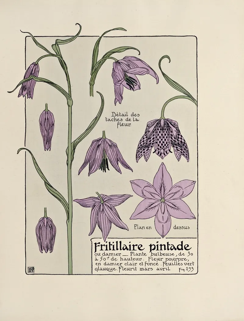 Fritillaire Pintade Wall Art by Maurice Pillard Verneuil - High-Resolution Digital Print