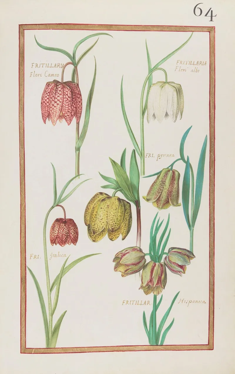 Fritillaria Flore Cameo Fritillaria Flore Albo Fri Pyrenea Fri Italica Fritillar Hispanica Wall Art by Daniel Rabel - High-Resolution Digital Print