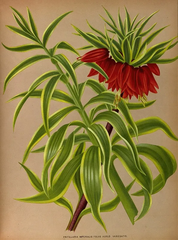 Fritillaria Imperialis Foliis Aureo Variegatis Wall Art by Arentina Hendrica Arendsen - High-Resolution Digital Print