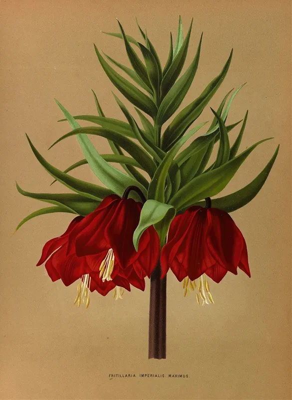 Fritillaria Imperialis Maximus Wall Art by Arentina Hendrica Arendsen - High-Resolution Digital Print