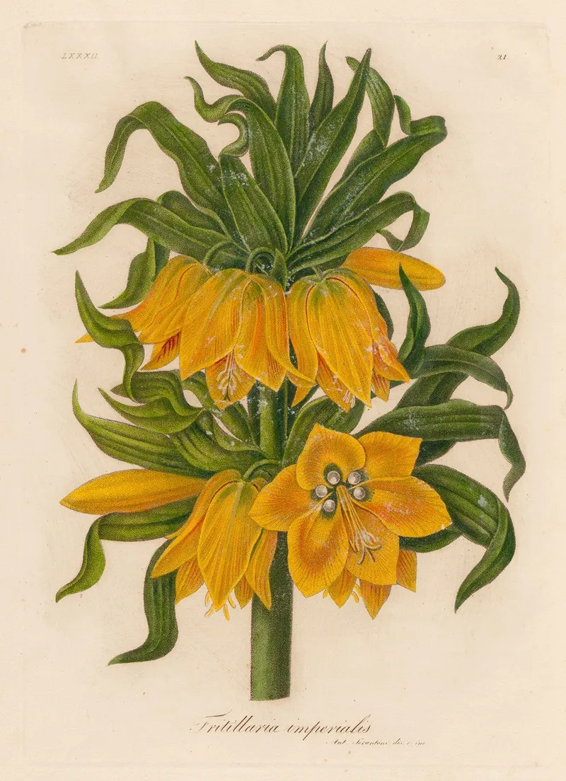 Fritillaria Imperialis Wall Art by Gaetano Savi - High-Resolution Digital Print
