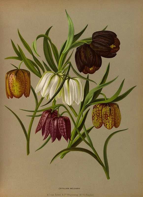 Fritillaria Meleagris Wall Art by Arentina Hendrica Arendsen - High-Resolution Digital Print