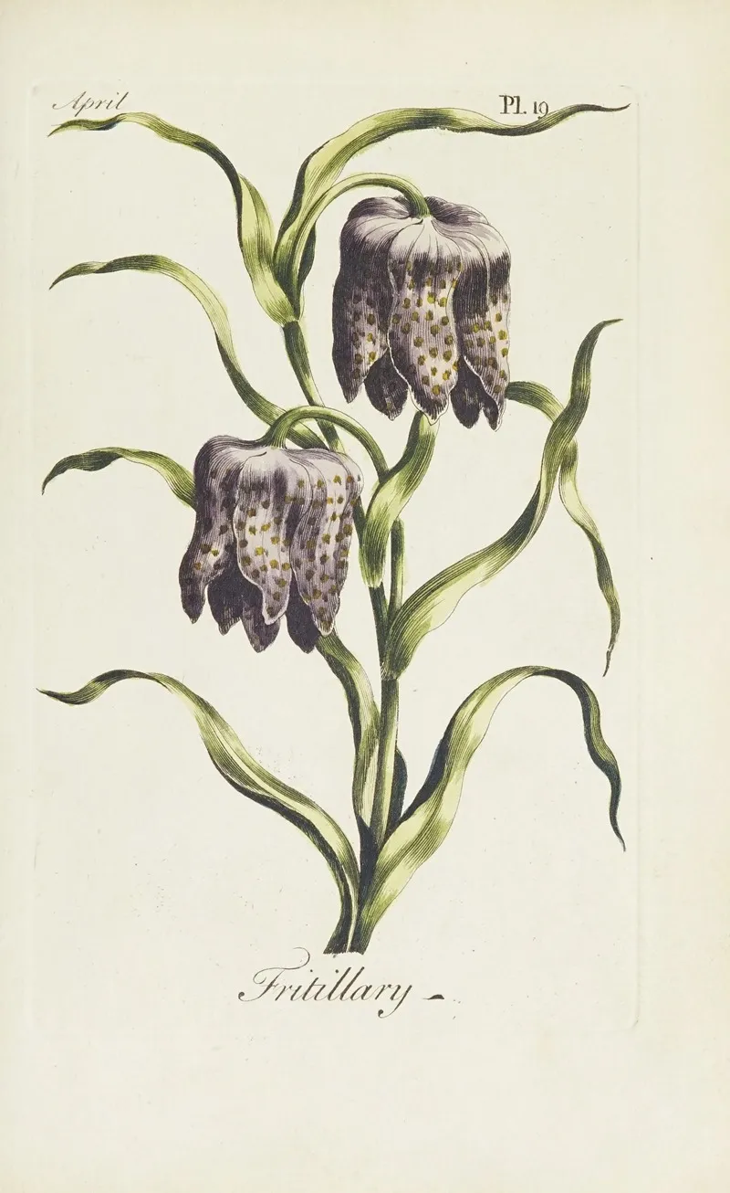 Fritillary Wall Art by Carington Bowles - High-Resolution Digital Print