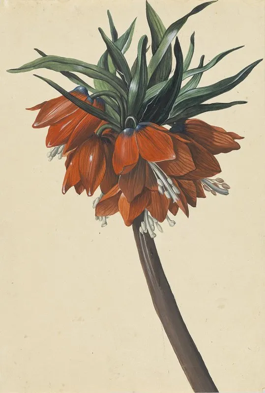 Frittelaria Imperialis Wall Art by Sebastian Wegmayr - High-Resolution Digital Print
