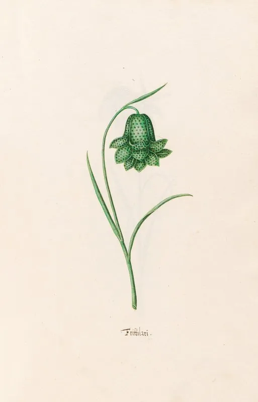 Frittilari Fritillaria 2 Wall Art by Magdelena Rosina Funck - High-Resolution Digital Print