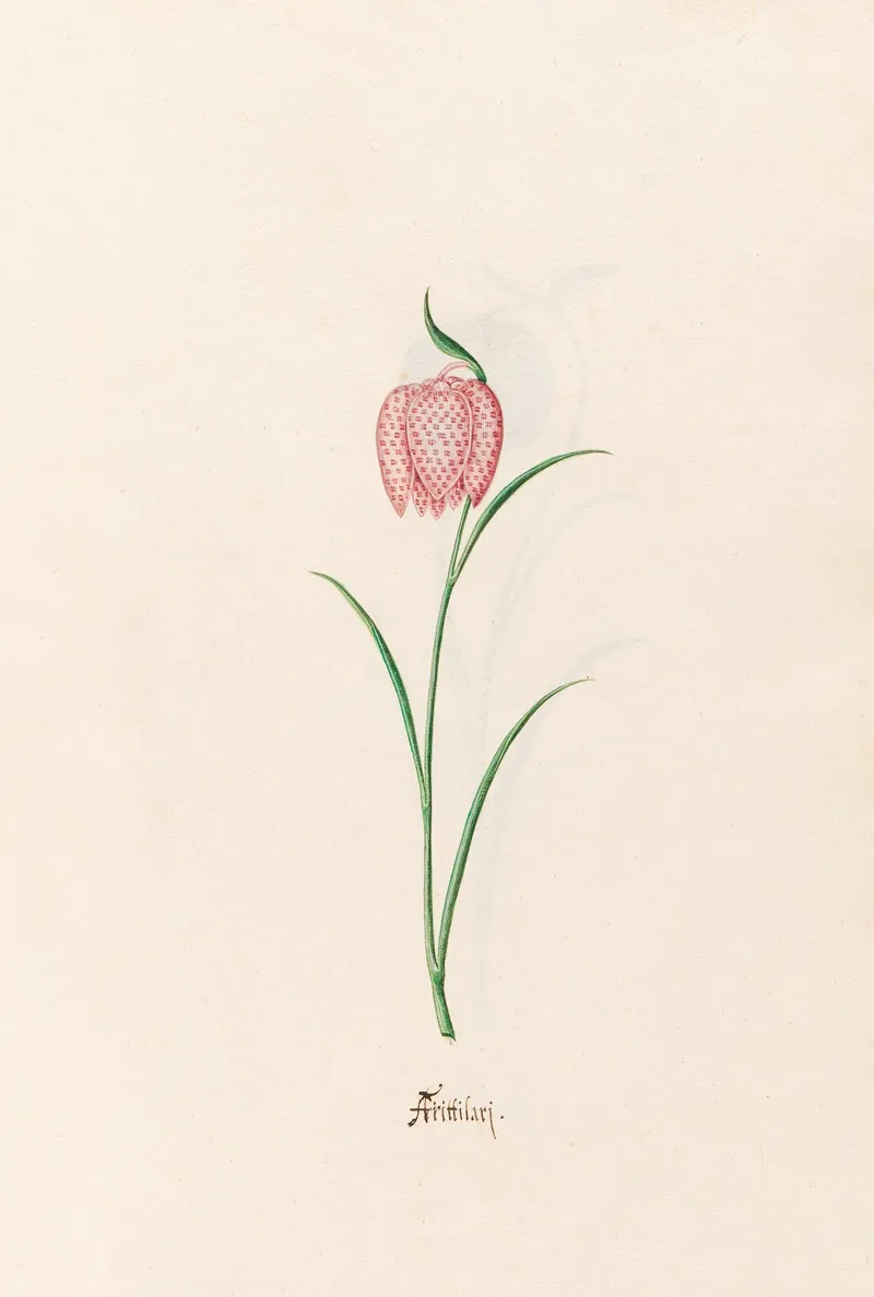 Frittilari Fritillaria 5 Wall Art by Magdelena Rosina Funck - High-Resolution Digital Print