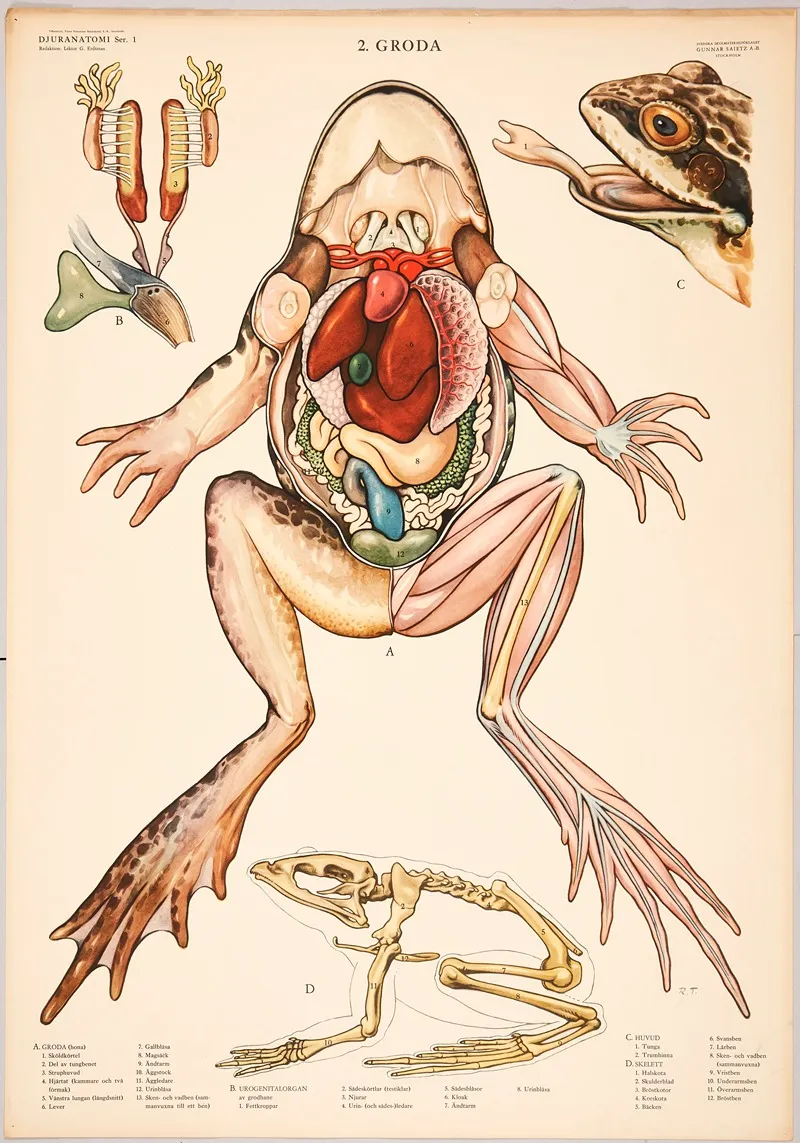 Frog 4 Wall Art by Svenska Skolmaterielförlaget Gunnar Saiåtz A-B - High-Resolution Digital Print
