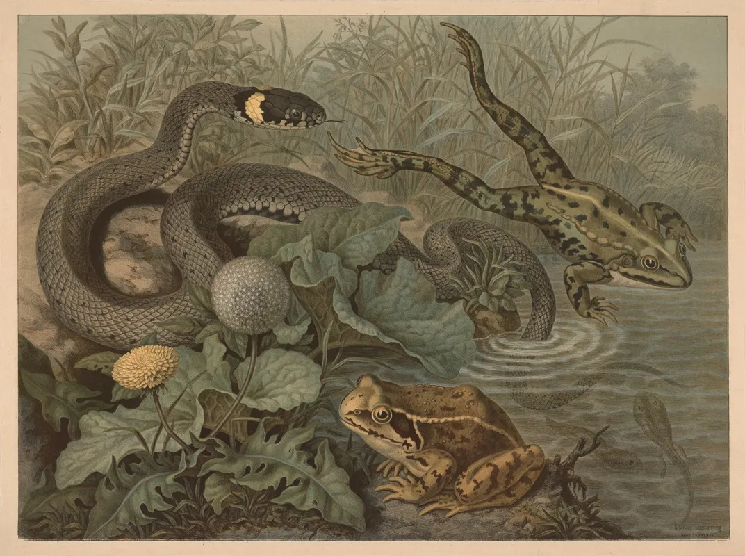 Frog And Rattlesnake 2 Wall Art by Emil Schmidt - High-Resolution Digital Print