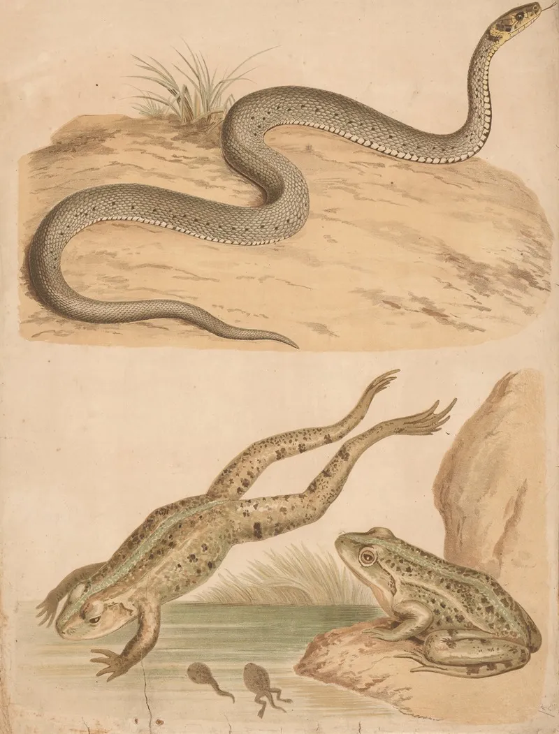 Frog And Rattlesnake 3 Wall Art by Friedrich Specht - High-Resolution Digital Print