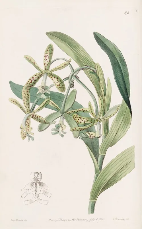 Frog Epindendrum Wall Art by Sydenham Edwards - High-Resolution Digital Print