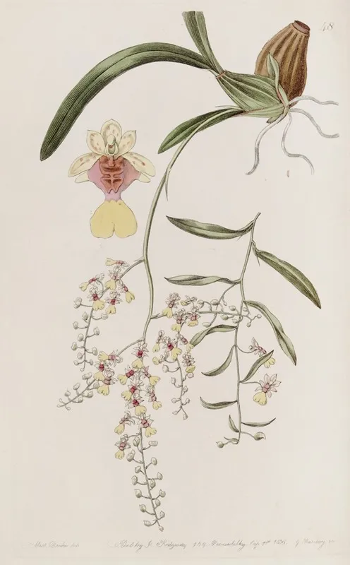 Frog Oncidium Wall Art by Sydenham Edwards - High-Resolution Digital Print