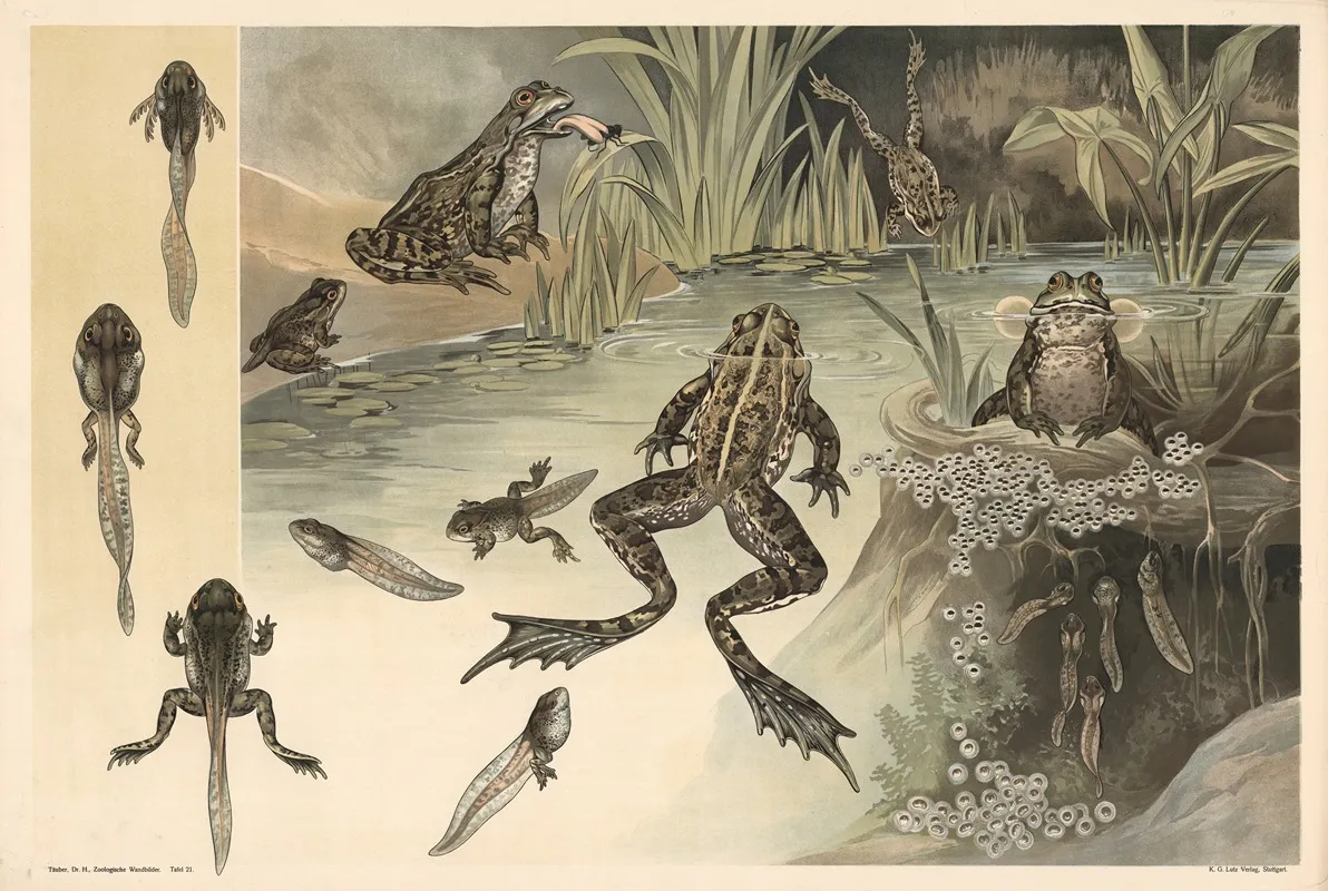 Frogs Wall Art by Alfred Fiedler - High-Resolution Digital Print