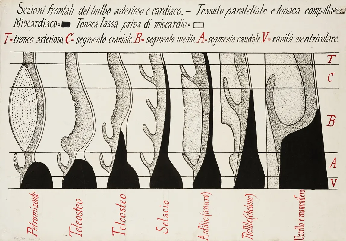Frontal Sections Of The Arterial And Cardiac Bulbs In Vertebrates