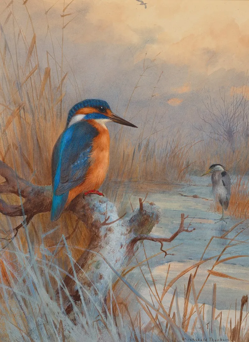 Frozen Out Fishers Kingfisher And Heron In A Winter Landscape Wall Art by Archibald Thorburn - High-Resolution Digital Print