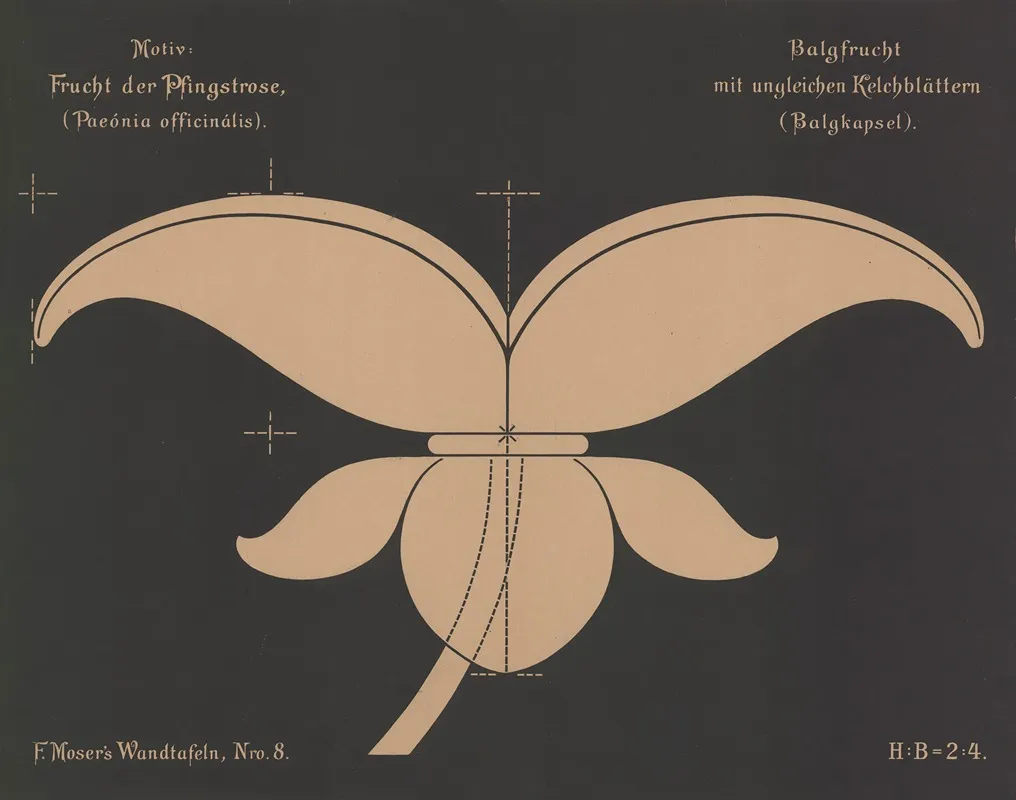 Frucht Der Pfingstrose Paeonia Officinalis Wall Art by Ferdinand Moser - High-Resolution Digital Print