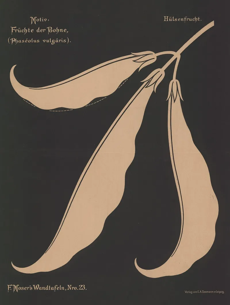 Fruchte Der Bohne Phaseolus Vulgaris Wall Art by Ferdinand Moser - High-Resolution Digital Print
