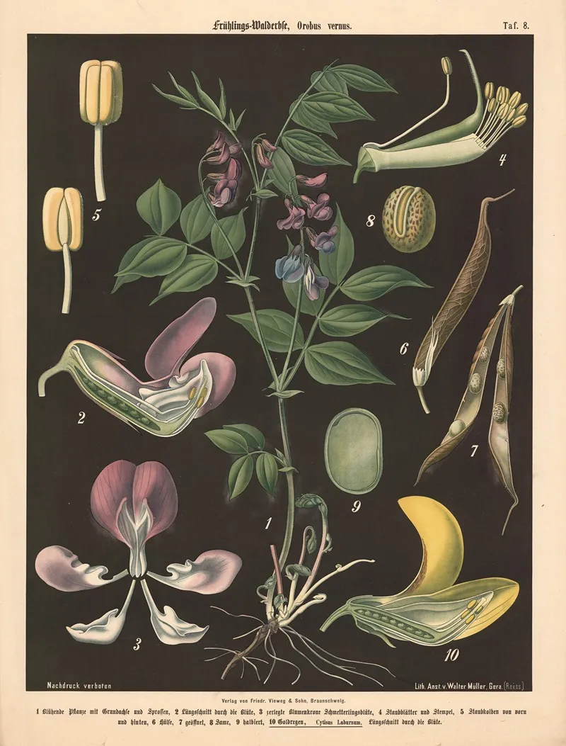 Fruhlings Walderbse Orobus Vernus