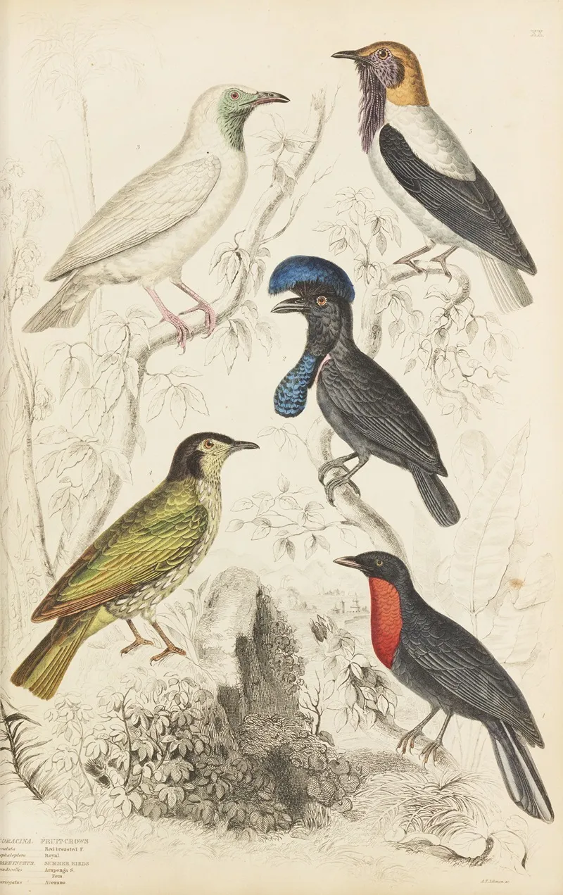 Fruit Crows Summer Birds Wall Art by William MacGillivray - High-Resolution Digital Print