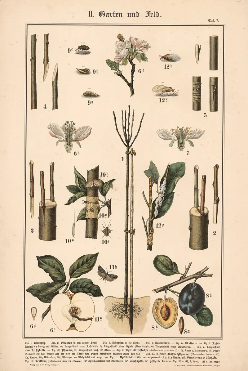 Fruit Trees Pests And Insects Wall Art by Adolph Rupp - High-Resolution Digital Print