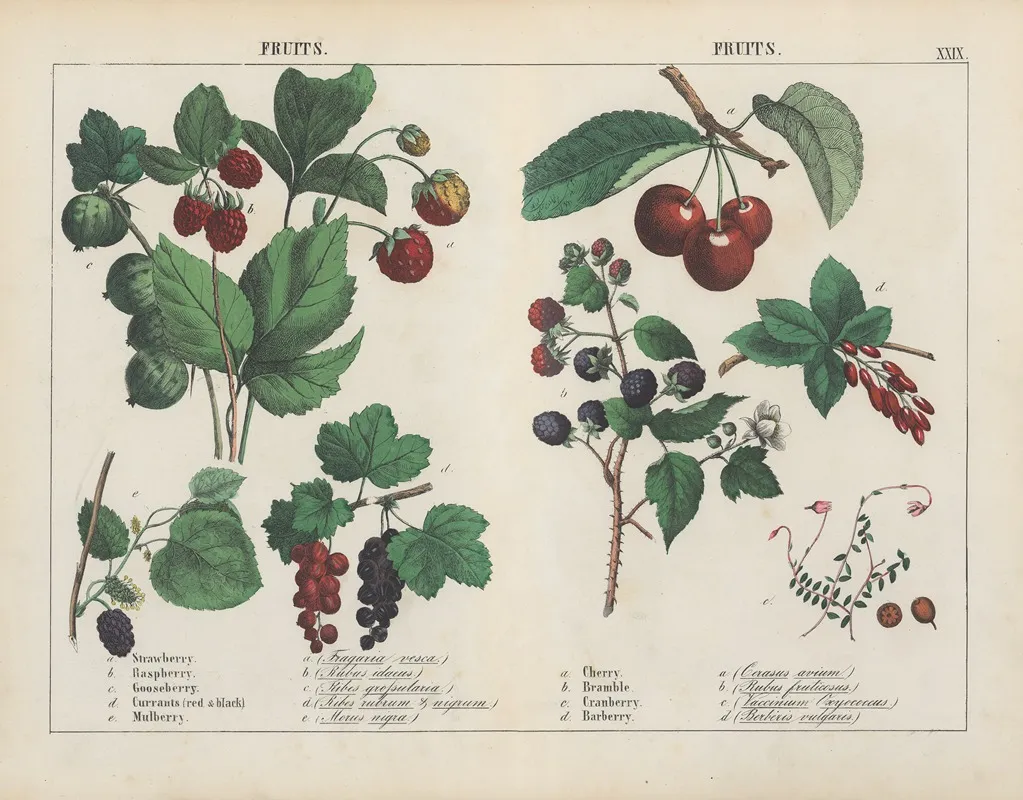 Fruits 3 Wall Art by Charlotte Mary Yonge - High-Resolution Digital Print