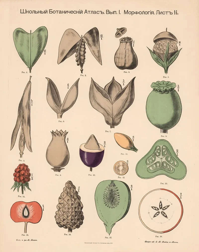 Fruits 4 Wall Art by Alexander-Paul Henckel - High-Resolution Digital Print
