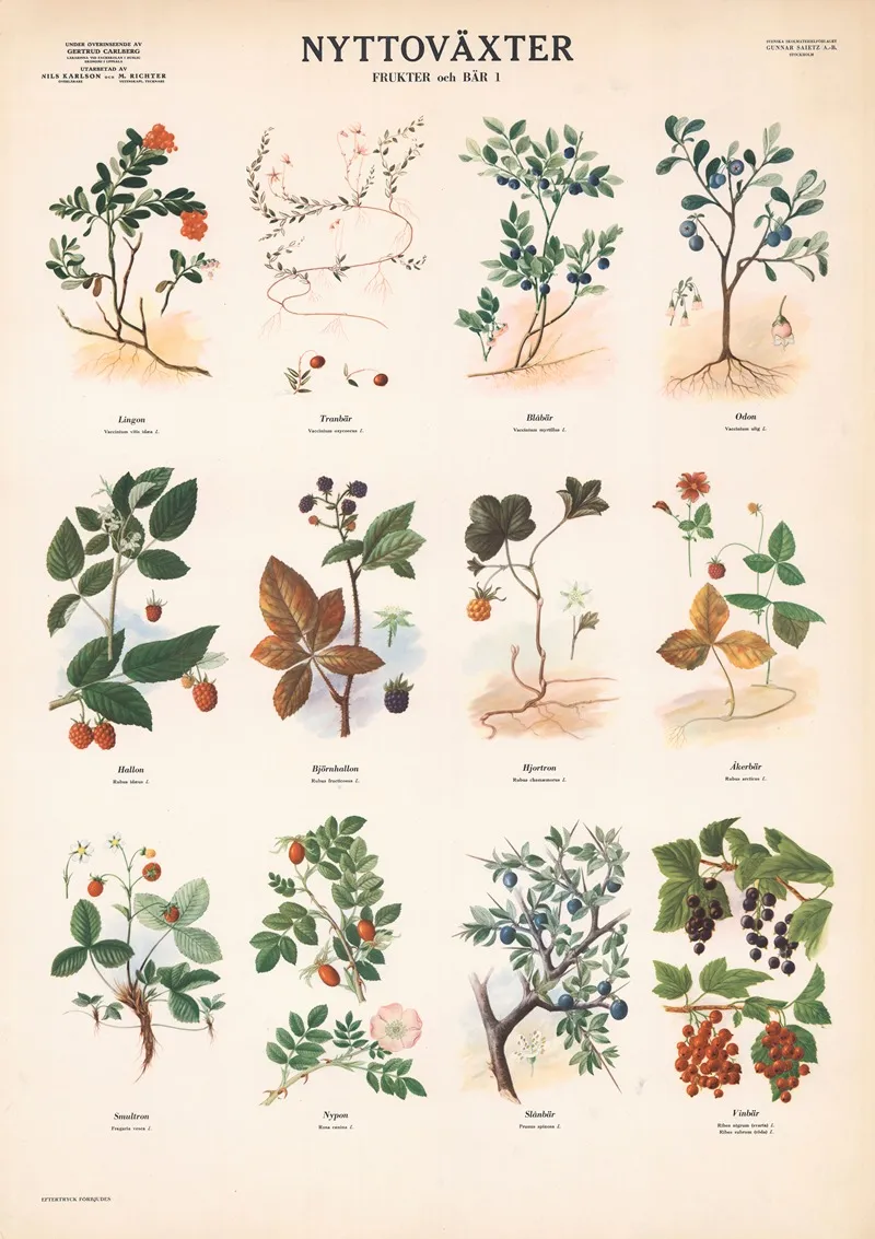 Fruits And Berries 1 Wall Art by Max Richter - High-Resolution Digital Print