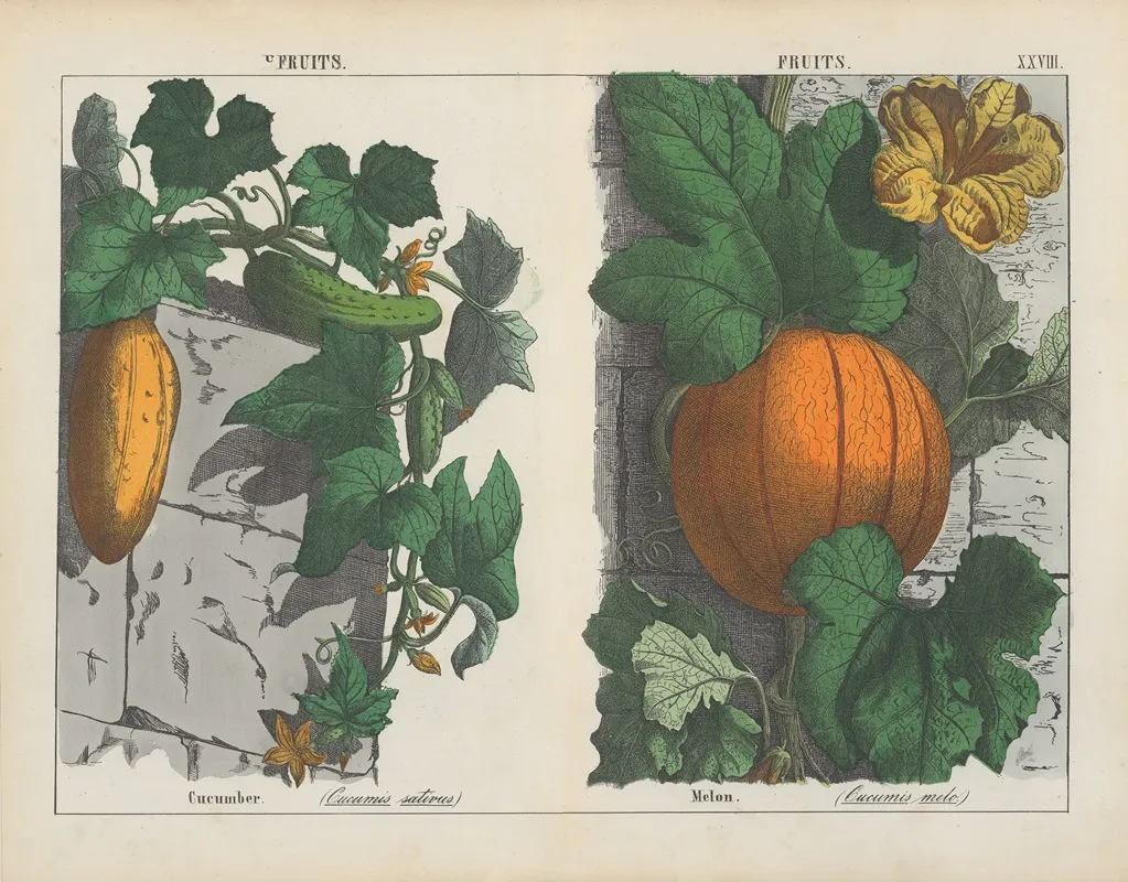 Fruits Cucumber Melon Wall Art by Charlotte Mary Yonge - High-Resolution Digital Print