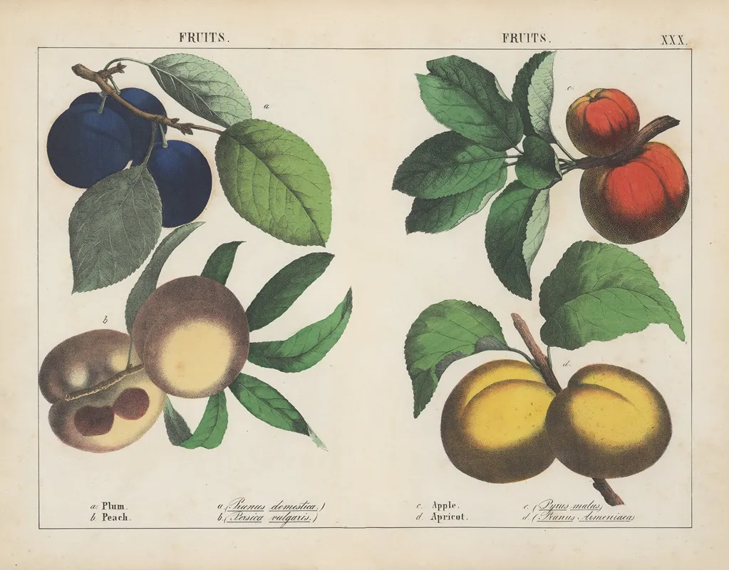 Fruits Plum Peach Apple Apricot Wall Art by Charlotte Mary Yonge - High-Resolution Digital Print